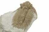 Top Quality Lichid (Hoplolichoides Plautini) Trilobite - Russia #228081-1
